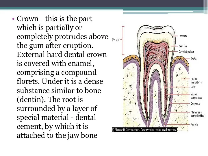 Crown - this is the part which is partially or completely