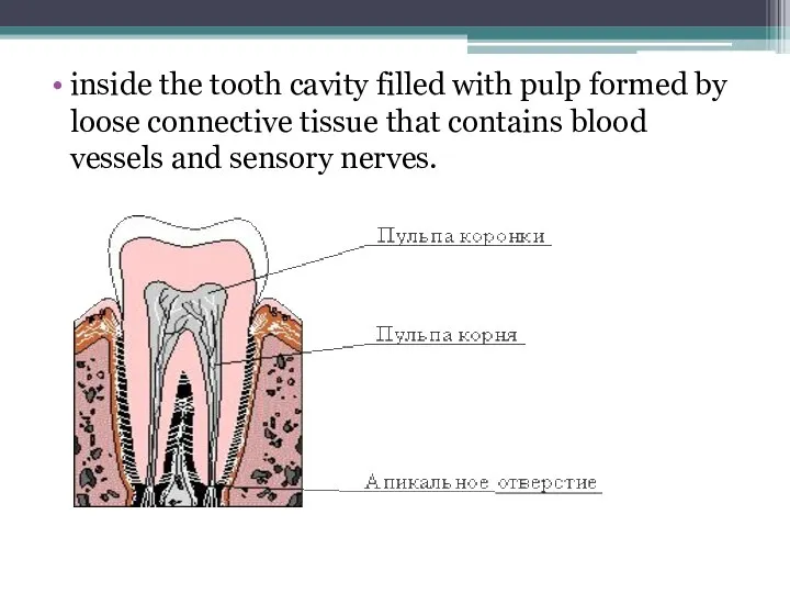 inside the tooth cavity filled with pulp formed by loose connective