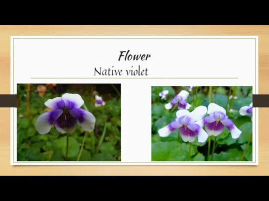 Flower Native violet