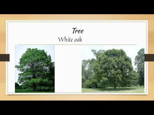 Tree White oak