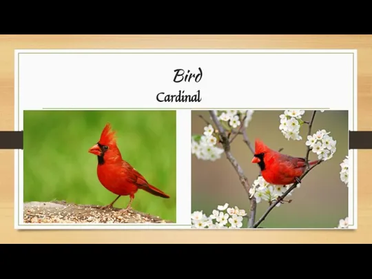 Bird Cardinal