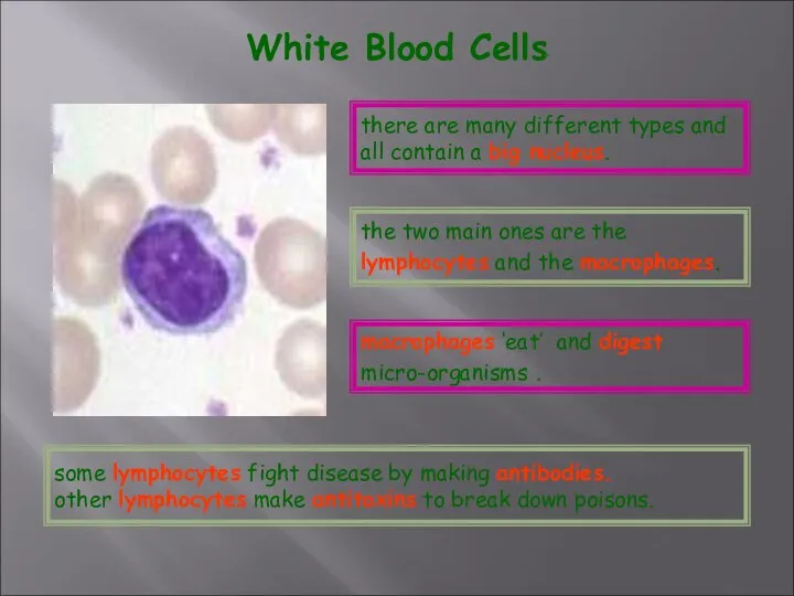 White Blood Cells there are many different types and all contain