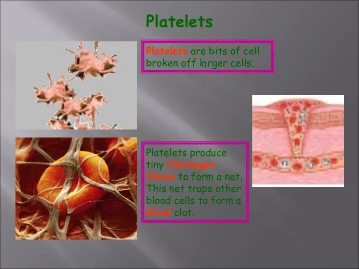 Platelets Platelets are bits of cell broken off larger cells. Platelets