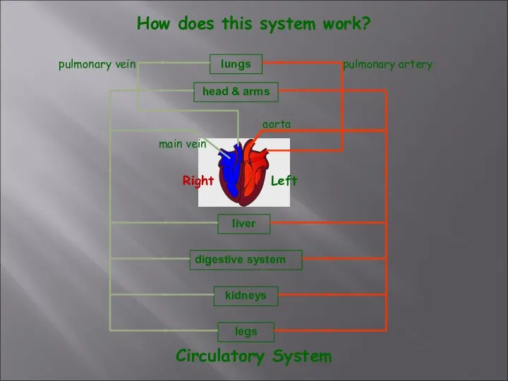 lungs head & arms liver digestive system kidneys legs pulmonary artery