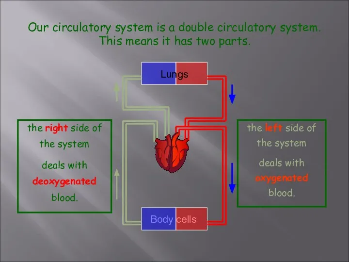 Our circulatory system is a double circulatory system. This means it