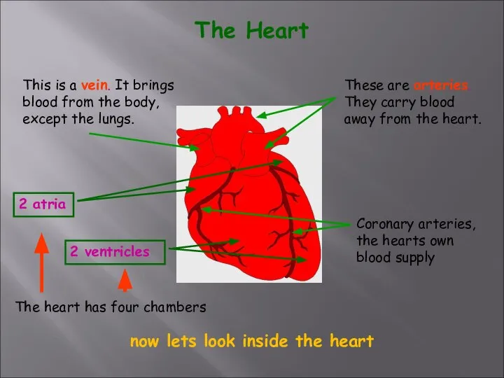 The Heart These are arteries. They carry blood away from the