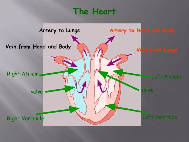 The Heart Left Ventricle Left Atrium Right Atrium Right Ventricle valve