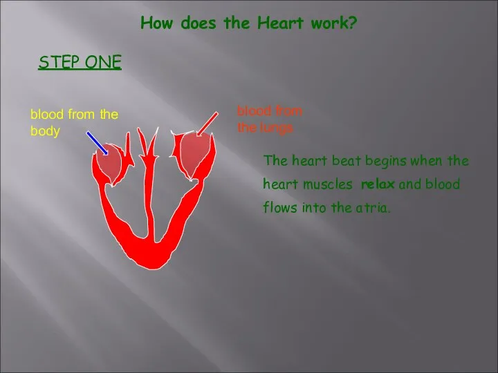 How does the Heart work? STEP ONE