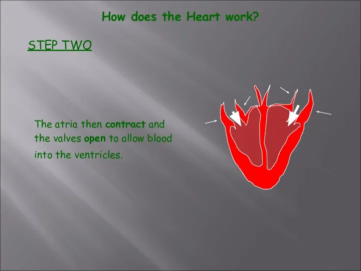 How does the Heart work? STEP TWO