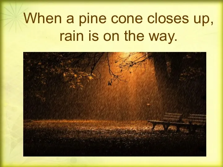 When a pine cone closes up, rain is on the way.