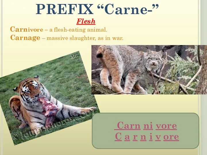 PREFIX “Carne-” Flesh Carnivore – a flesh-eating animal. Carnage – massive