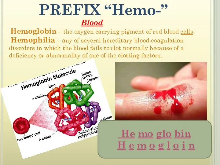 PREFIX “Hemo-” Blood Hemoglobin – the oxygen carrying pigment of red