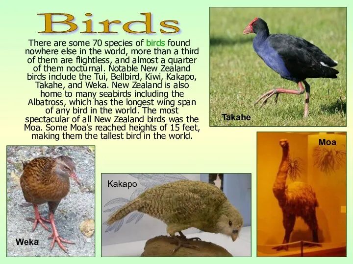 There are some 70 species of birds found nowhere else in
