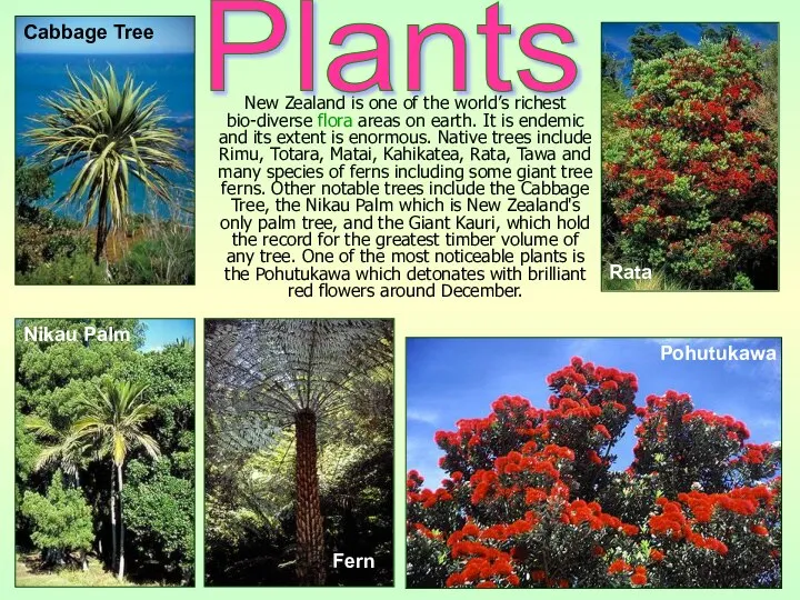 New Zealand is one of the world’s richest bio-diverse flora areas