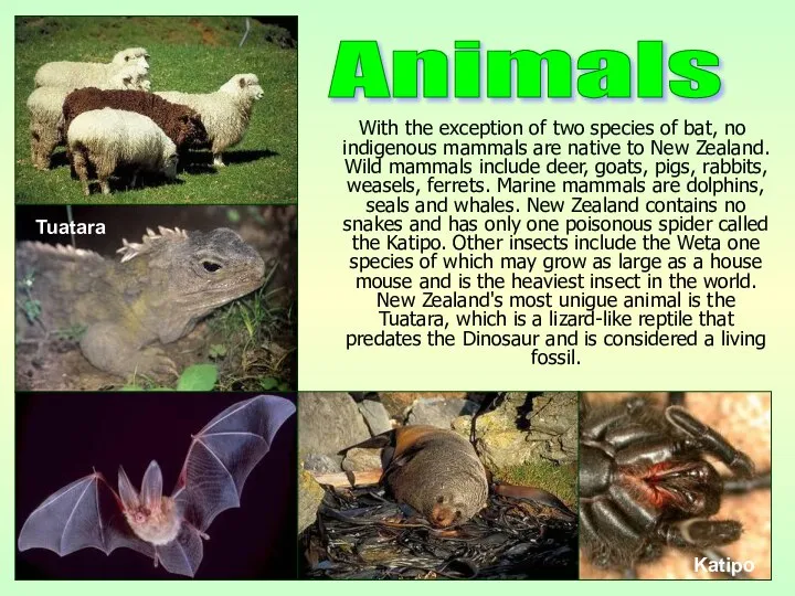 With the exception of two species of bat, no indigenous mammals