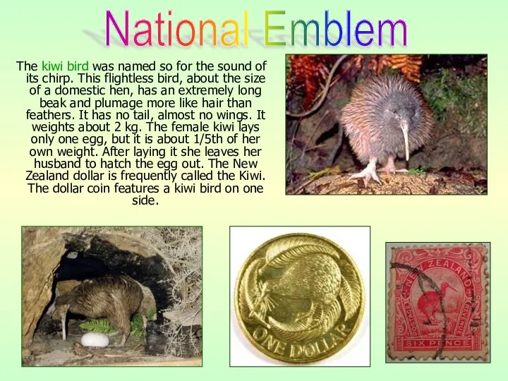 The kiwi bird was named so for the sound of its