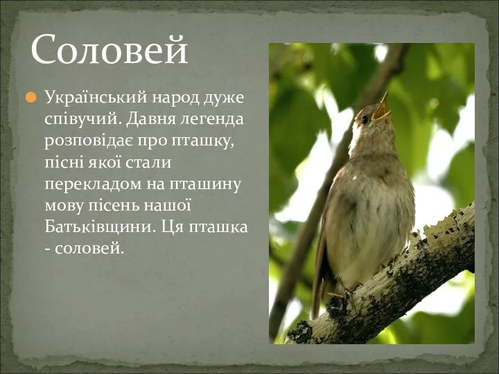 Український народ дуже співучий. Давня легенда розповідає про пташку, пісні якої