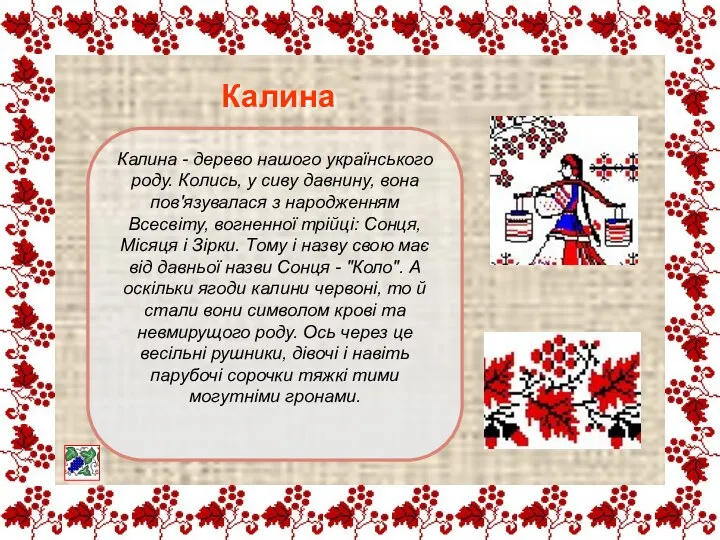 Калина - дерево нашого українського роду. Колись, у сиву давнину, вона