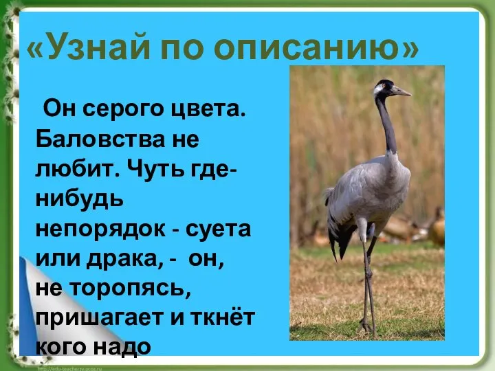 «Узнай по описанию» Он серого цвета. Баловства не любит. Чуть где-нибудь