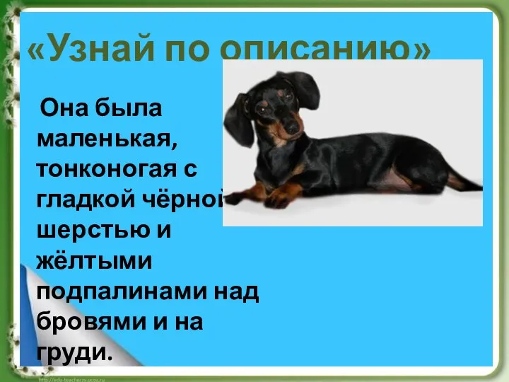 «Узнай по описанию» Она была маленькая, тонконогая с гладкой чёрной шерстью