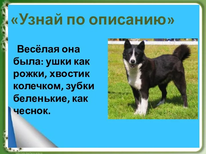 «Узнай по описанию» Весёлая она была: ушки как рожки, хвостик колечком, зубки беленькие, как чеснок.