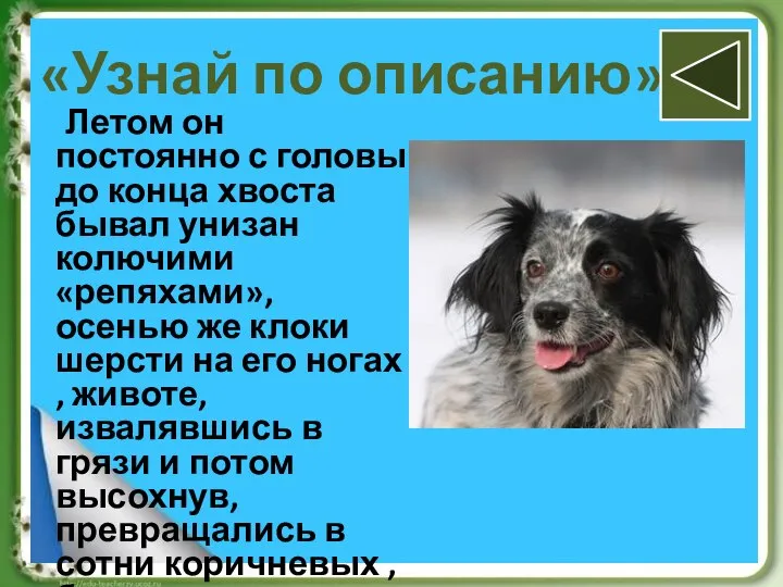 «Узнай по описанию» Летом он постоянно с головы до конца хвоста