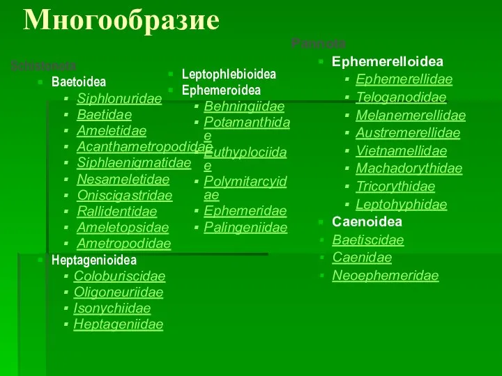 Многообразие Schistonota Baetoidea Siphlonuridae Baetidae Ameletidae Acanthametropodidae Siphlaenigmatidae Nesameletidae Oniscigastridae Rallidentidae