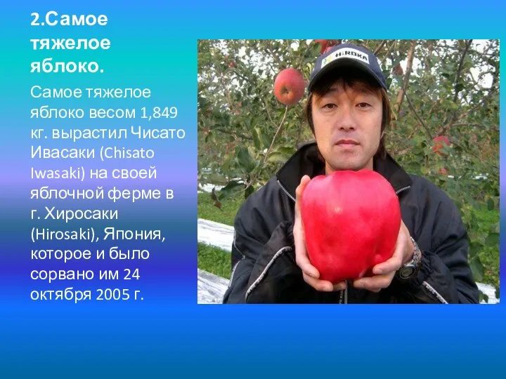 2.Самое тяжелое яблоко. Самое тяжелое яблоко весом 1,849 кг. вырастил Чисато