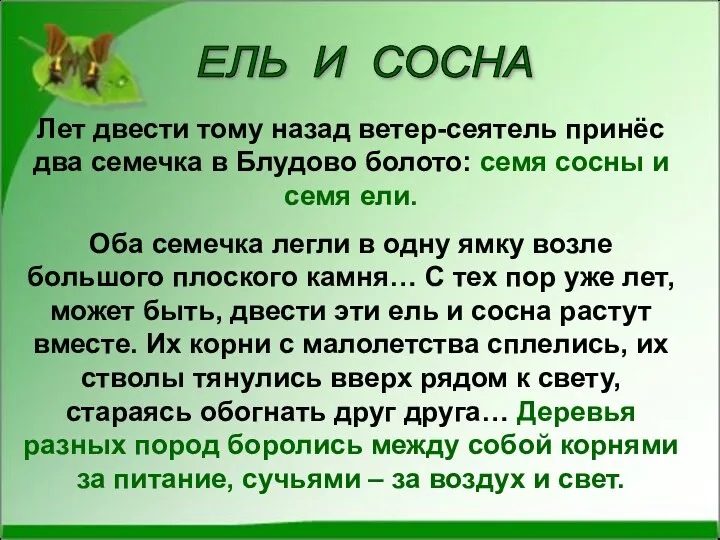 Лет двести тому назад ветер-сеятель принёс два семечка в Блудово болото: