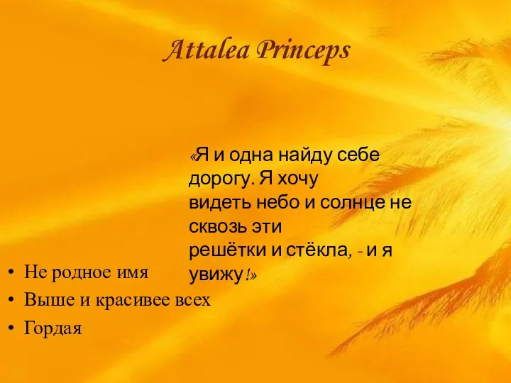 Attalea Princeps Не родное имя Выше и красивее всех Гордая «Я