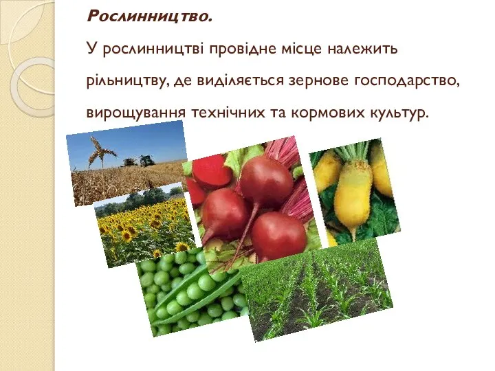 Рослинництво. У рослинництві провідне місце належить рільництву, де виділяється зернове господарство, вирощування технічних та кормових культур.