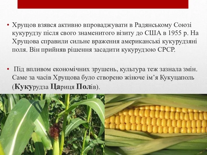 Хрущов взявся активно впроваджувати в Радянському Союзі кукурудзу після свого знаменитого