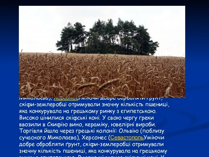 Уміючи добре обробляти ґрунт, скіфи-землеробці отримували значну кількість пшениці, яка конкурувала