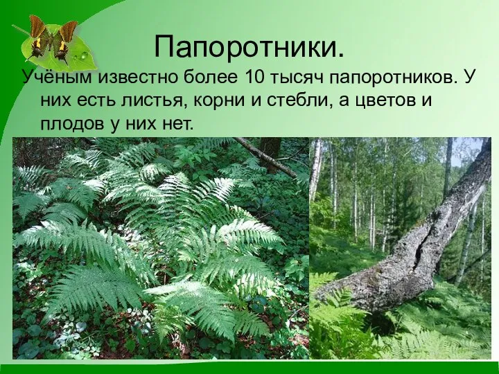 Папоротники. Учёным известно более 10 тысяч папоротников. У них есть листья,