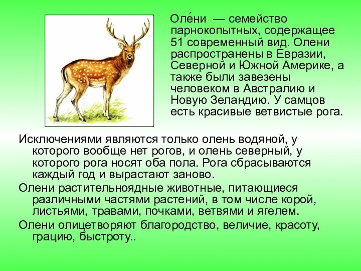 Оле́ни — семейство парнокопытных, содержащее 51 современный вид. Олени распространены в