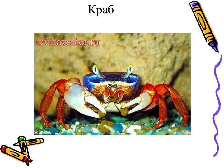 Краб