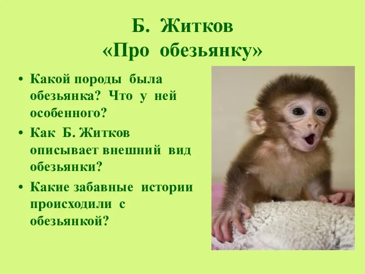 Б. Житков «Про обезьянку» Какой породы была обезьянка? Что у ней