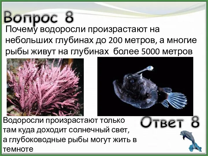 Почему водоросли произрастают на небольших глубинах до 200 метров, а многие