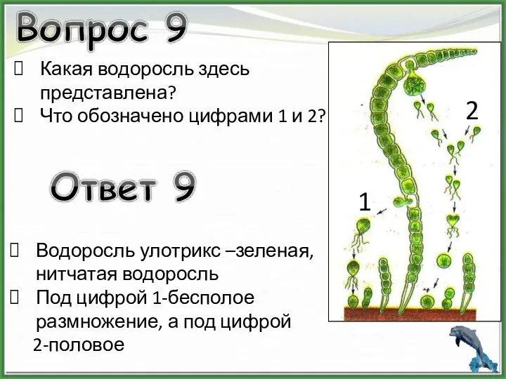 Какая водоросль здесь представлена? Что обозначено цифрами 1 и 2? Водоросль