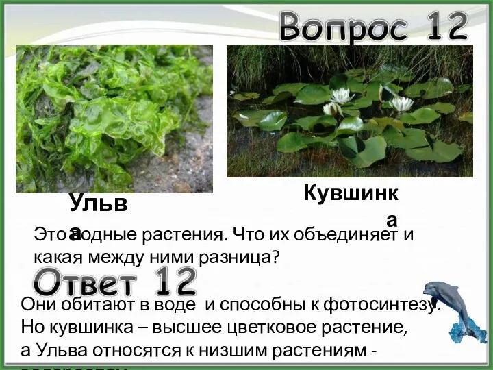Ульва Кувшинка Это водные растения. Что их объединяет и какая между