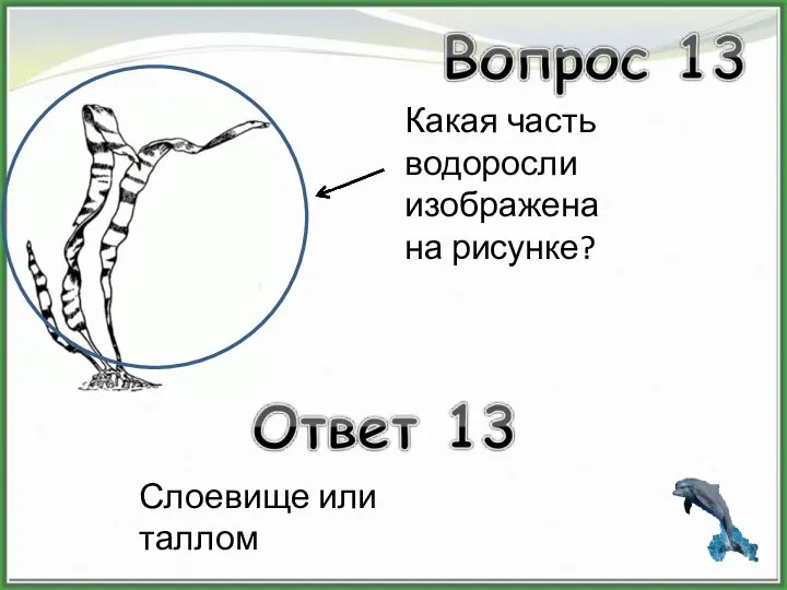 Какая часть водоросли изображена на рисунке? Слоевище или таллом