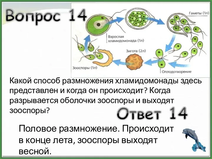 Какой способ размножения хламидомонады здесь представлен и когда он происходит? Когда