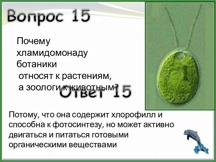 Почему хламидомонаду ботаники относят к растениям, а зоологи к животным? Потому,