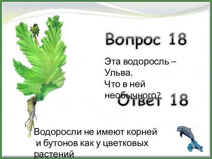 Эта водоросль – Ульва. Что в ней необычного? Водоросли не имеют