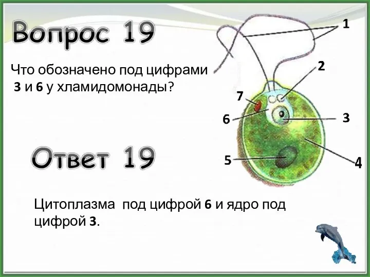 Что обозначено под цифрами 3 и 6 у хламидомонады? Цитоплазма под