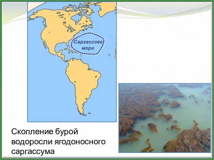 Скопление бурой водоросли ягодоносного саргассума