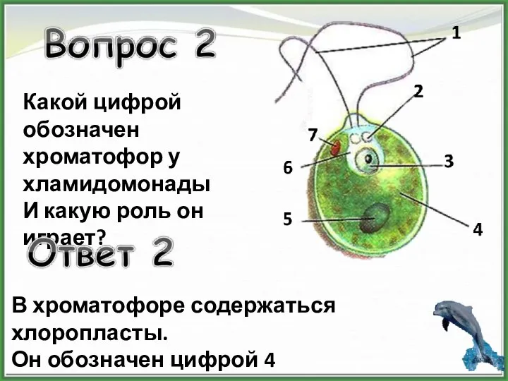 Какой цифрой обозначен хроматофор у хламидомонады И какую роль он играет?