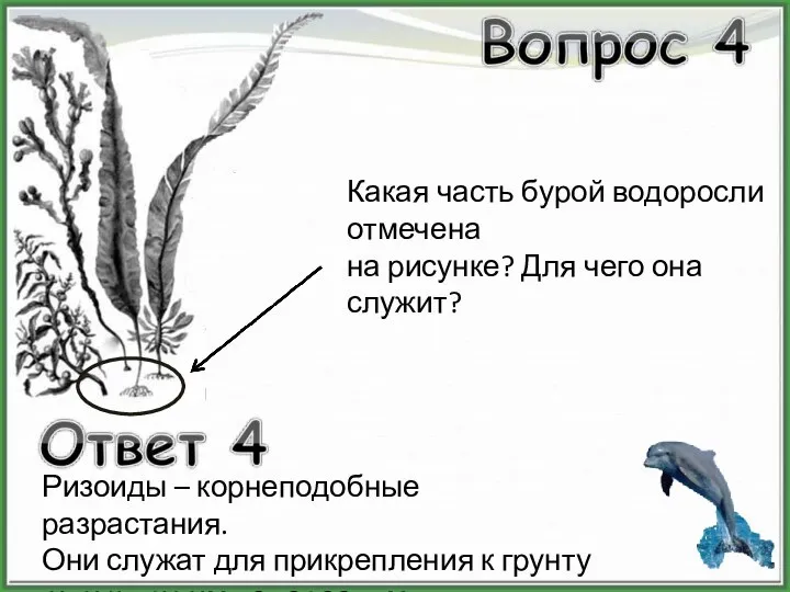 Какая часть бурой водоросли отмечена на рисунке? Для чего она служит?