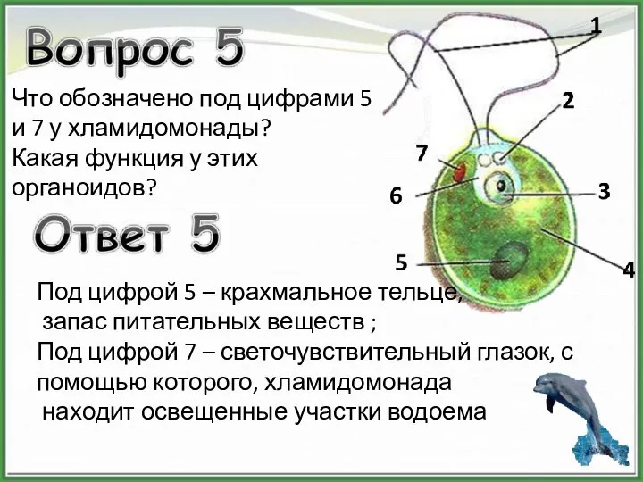 Что обозначено под цифрами 5 и 7 у хламидомонады? Какая функция