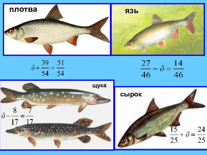 щука сырок язь плотва